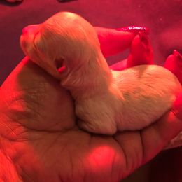 Bluey - White male Maltese puppy in Hephzibah ( Richmond County ), Georgia from Healing Pawz LLC