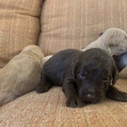 Goldendoodle Puppies from Blue Valley Goldendoodles