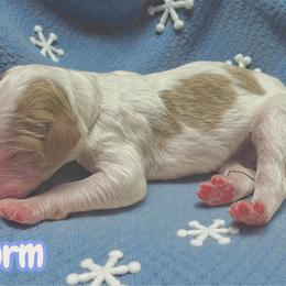 Storm - Parti male Goldendoodle puppy in Ellenburg Center, New York from Kristin's Puppies