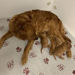 Golden Retriever puppies from Benjamin Irving Goldens
