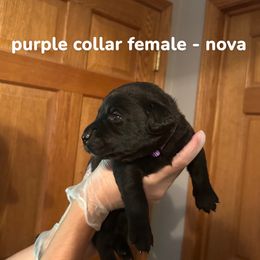 Girl 2 - Black female Labrador Retriever puppy in Sparta, Wisconsin from Valley Creek Dog Boarding and Training