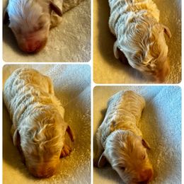 Cream - White female Bernedoodle puppy in Holt, Missouri from Mindys Doodles