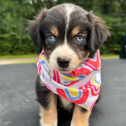 Firework - Black tri female Miniature Australian Shepherd puppy in Corbin, Kentucky from Lightning K Kanine’s