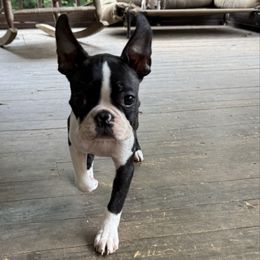 Girl 1 - Black brindle and white female Boston Terrier puppy in Columbus, North Carolina from Omukai Bostons