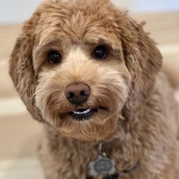 Dory - Australian Labradoodle