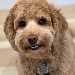 Dory - Australian Labradoodle