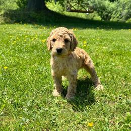 Mia - Apricot female Labradoodle puppy in Constableville, New York from Zehr’s Labradoodles & Bernedoodles