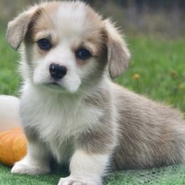 Birch - White and red male Pembroke Welsh Corgi puppy in Maine from Berry Hill Corgis