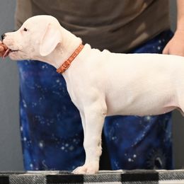Girl 1 - White female Dogo Argentino puppy in Hammond, Louisiana from Bestiarius Kennels