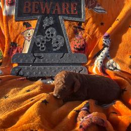 Brownie - Red  male Poodle puppy in Bakersfield, California from Underground kennels