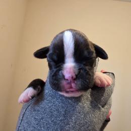 Beatrice - Brindle female Boxer puppy in Evans, Georgia from Kimberly's Boxers