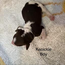 Kenickie - Parti male Poodle puppy in Washington, Pennsylvania from Patriotic Poodles