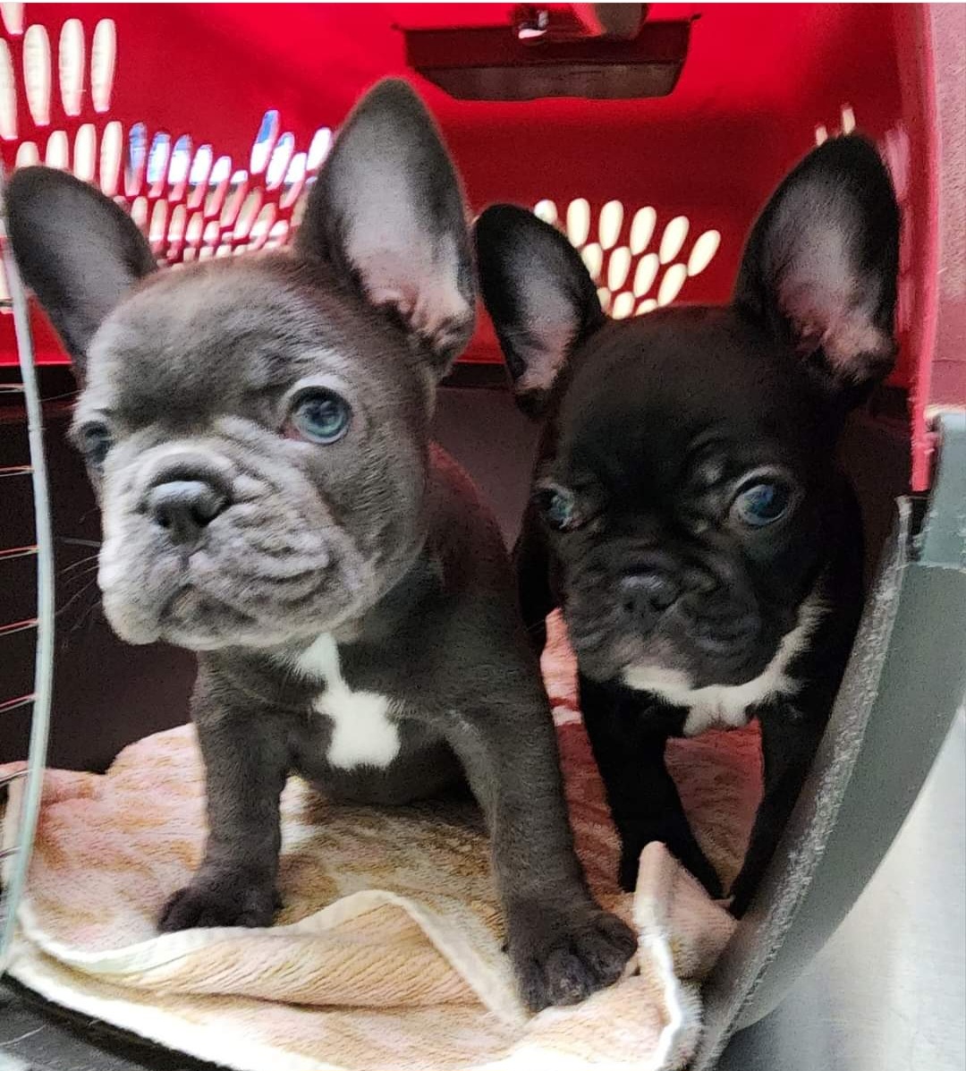 French Bulldog Puppies from TOP Bred Frenchies by Jill