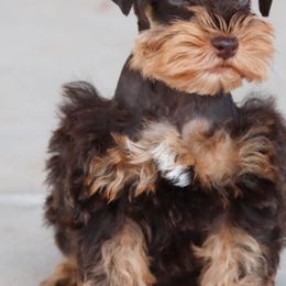 Copper - Miniature Schnauzer