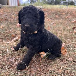 Yellow - Black female Poodle puppy in Marshfield, Missouri from Gerth Farms