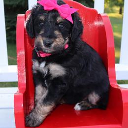Bernedoodle and Goldendoodle Puppies from Angie's Goldendoodles/Angies doodles LLC