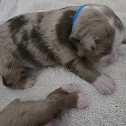 Blue - Red merle male Miniature American Shepherd puppy in Plain City, Utah from Burton's Mini American Shepherds
