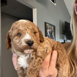 Aussiedoodle Puppies from Our Puppy World - the 3Js
