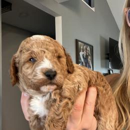 Aussiedoodle Puppies from Our Puppy World - the 3Js
