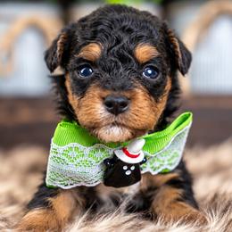 Cedar - Phantom male Bernedoodle puppy in Erda, Utah from Country Lane Doodles