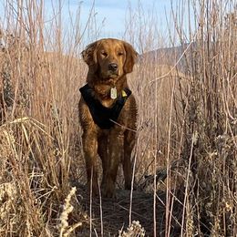 Golden Retriever All Grown Up from Duck Dogs Colorado