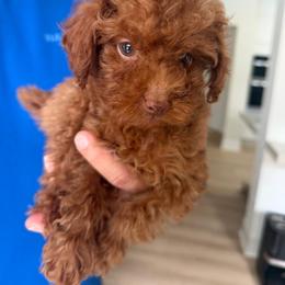 Red Nose - Red  male Poodle puppy in Mint Hill, North Carolina from DoodleForever