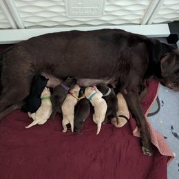 Gauge (Grey Collar) - Chocolate male Labrador Retriever puppy in Commerce, Oklahoma from Standing Water Kennels