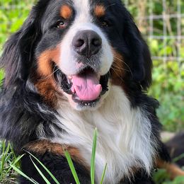 Bernese Mountain Dog and Pembroke Welsh Corgi Puppies from Highland Meadows