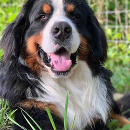 Bernese Mountain Dog and Pembroke Welsh Corgi Puppies from Highland Meadows