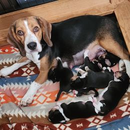 Odin - Black fawn and white male Beagle puppy in Brockway, Pennsylvania from Sugar Hill Hounds