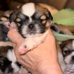 Brown - White Pekingese puppy in Daleville, Alabama from Melissa's Pekingese