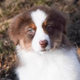 Utah - Red tri-color male Australian Shepherd puppy in Easton, Missouri from MMA Kennel