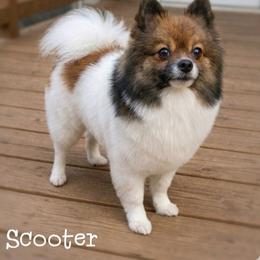 Scooter - Pomeranian