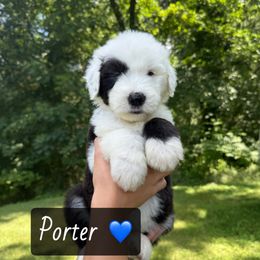 PORTER - Gray and white male Old English Sheepdog puppy in Syracuse, Indiana from Ridgeruns OES