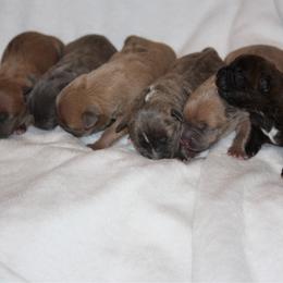 Girl 3 - Blue fawn female American Pit Bull Terrier puppy in Lakewood, Washington from IGY6 Kennels