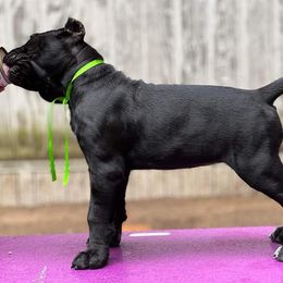 Cane Corso Puppies from Redhawke Cane Corso
