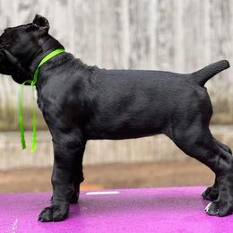 Cane Corso Puppies from Redhawke Cane Corso