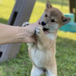 Akita and Shiba Inu Puppies from Day Dream Shiba Inu’s