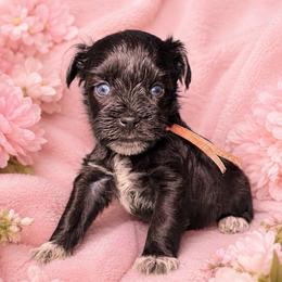 Daisy - Black female Miniature Schnauzer puppy in Magalia, California from NorCal Schnauzers