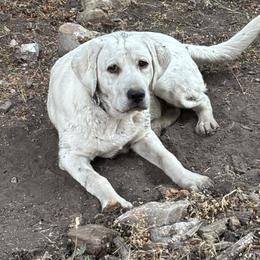 Ram - Labrador Retriever