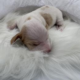 Miso - Piebald male Dachshund puppy in Brownsville, California from Pine & Pasture Dachshunds