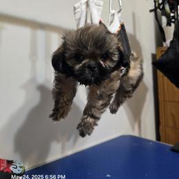 Shih Tzu Puppies from Borderland's Kennel