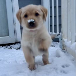 Girl 5 - Yellow female Labrador Retriever puppy in Sandpoint, Idaho from Allen Sunnyside AKC Labs