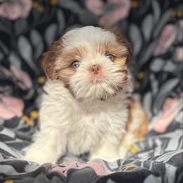 Thalia (AKC) - Tricolor female Shih Tzu puppy in Las Vegas, Nevada from Vegas Shih Tzus