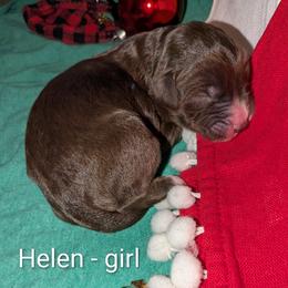 Helen - Red female Aussiedoodle puppy in Pamplin, Virginia from Hope & Joy Acres