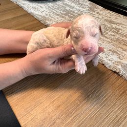 Boy 3 - Apricot male Aussiedoodle puppy in Florida from Doodles & Danes