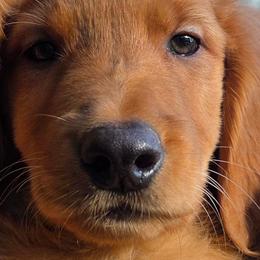 Bacon - Dark golden male Golden Retriever puppy in Forest Lake, Minnesota from Northern Lights Goldens
