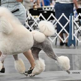 Collies and Poodles from Los Arteagas Collies & Standard Poodles