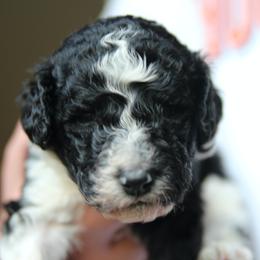 Bernedoodle Puppies from Northern NY Bernedoodles