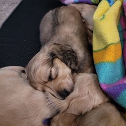 Green boy - Cream male Dachshund puppy in Sour Lake, Texas from Rigdon's dachshunds